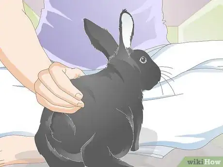 Imagen titulada Earn Your Rabbit's Trust Step 8