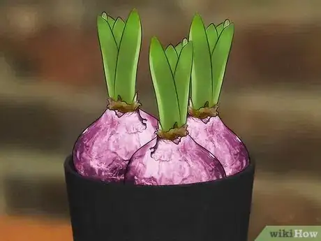 Imagen titulada Grow a Hyacinth Bulb in Water Step 1