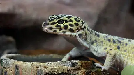 Imagen titulada Feed Leopard Geckos Step 9