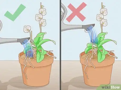 Imagen titulada Save an Orchid from Root Rot Step 14