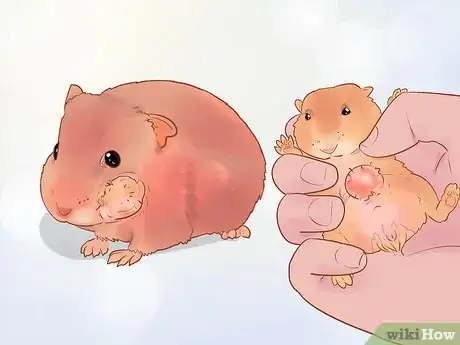 Imagen titulada Care for Dwarf Hamsters Step 17