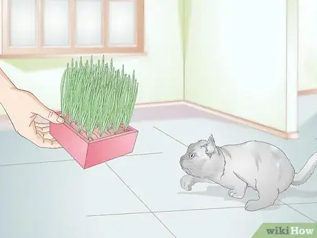 Imagen titulada Stop Your Cat from Eating Grass Step 6