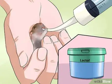 Imagen titulada Care for Newborn Hamsters Step 13