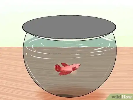 Imagen titulada Keep Fish when You Have Cats That Like to Hunt Step 3