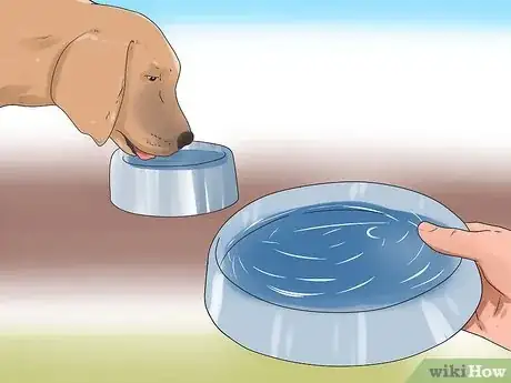 Imagen titulada Reduce Excessive Shedding in Dogs Step 4