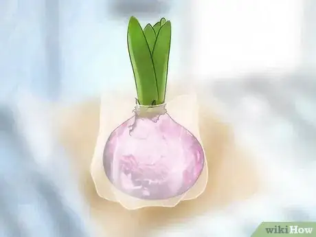 Imagen titulada Grow a Hyacinth Bulb in Water Step 3