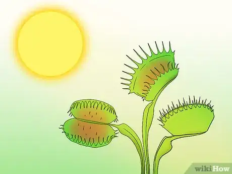 Imagen titulada Care for Venus Fly Traps Step 7