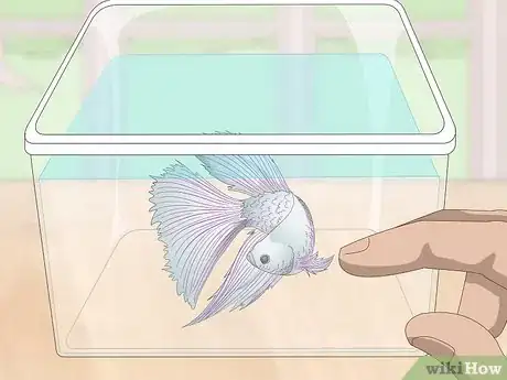 Imagen titulada Selectively Breed Betta Fish Step 4