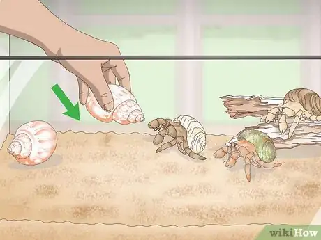 Imagen titulada Make Your Hermit Crab Live for a Long Time Step 3