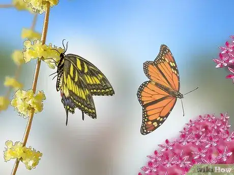 Imagen titulada Feed Butterflies Step 6