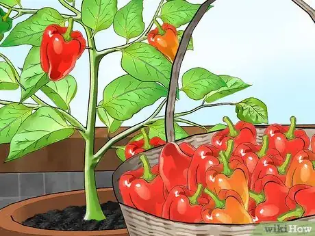 Imagen titulada Grow Bell Peppers Indoors Step 17