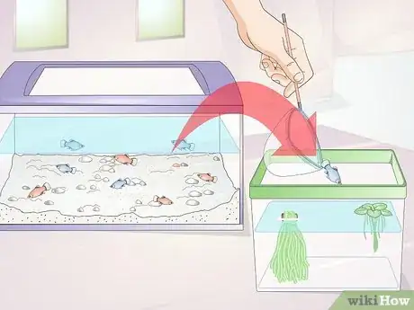 Imagen titulada Take Care of Baby Platy Fish Step 5