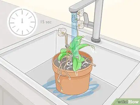 Imagen titulada Save an Orchid from Root Rot Step 13