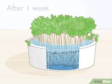 Imagen titulada Grow Watercress in a Pond Step 10