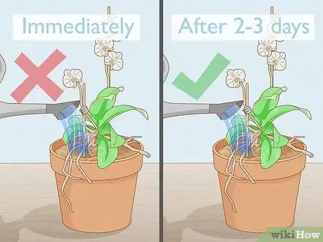 Imagen titulada Save an Orchid from Root Rot Step 11