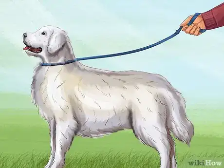 Imagen titulada Train a Great Pyrenees Step 10