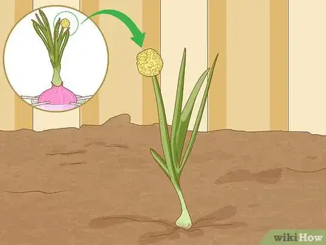 Imagen titulada Grow Onions in Water Step 6