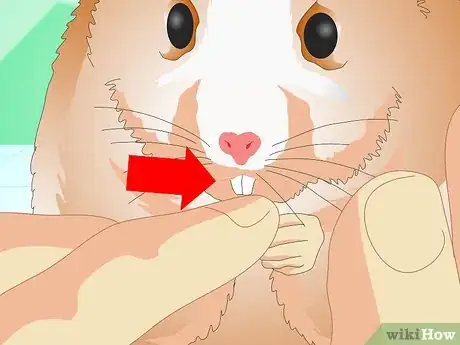 Imagen titulada Know if Your Hamster Is Healthy Step 5