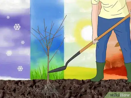 Imagen titulada Plant Fruit Trees Step 4