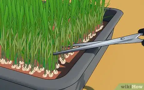 Imagen titulada Grow Wheatgrass at Home Step 9