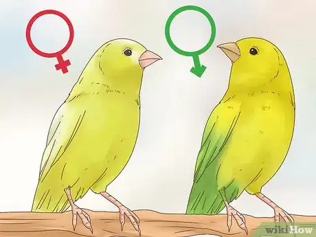 Imagen titulada Know if a Canary Is Male or Female Step 8