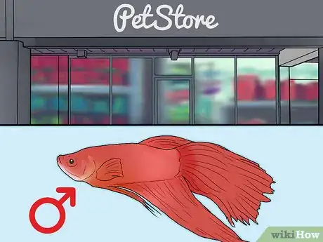 Imagen titulada Determine the Sex of a Betta Fish Step 7