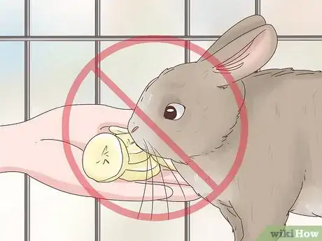 Imagen titulada Treat Diarrhea in Rabbits Step 10