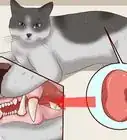 limpiar los dientes de un gato