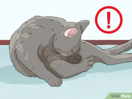 Imagen titulada Prevent Flea Bites Step 18