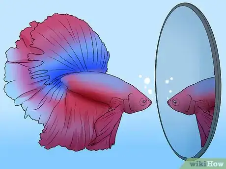 Imagen titulada Determine the Sex of a Betta Fish Step 6