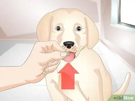 Imagen titulada Know Your Puppy Has Worms Step 11