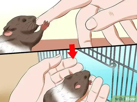 Imagen titulada Care for a Hamster That Bites Step 9