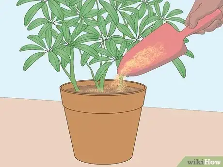 Imagen titulada Care for a Dwarf Umbrella Plant Step 5