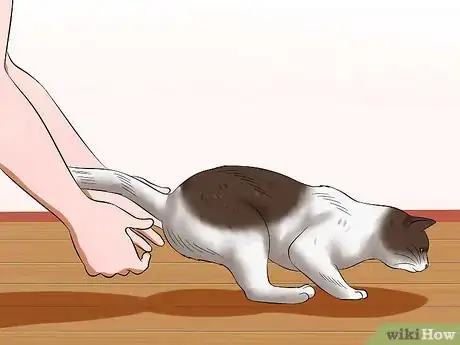 Imagen titulada Bathe Your Cat With a Damp Towel Step 17