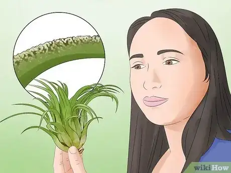 Imagen titulada Care for Air Plants Step 1