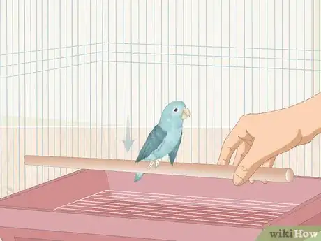 Imagen titulada Care for a Sick Pet Bird at Home Step 4