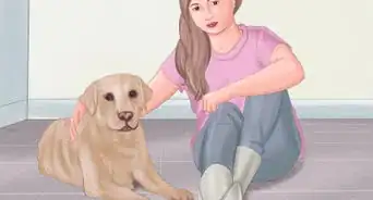 acicalar a un perro