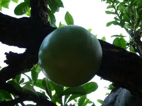 Imagen titulada Totumo taparo   Calabash tree   Calebassier (Crescentia cujete L.)