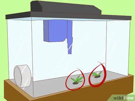 Imagen titulada Get Rid of Snails in Aquarium Step 8