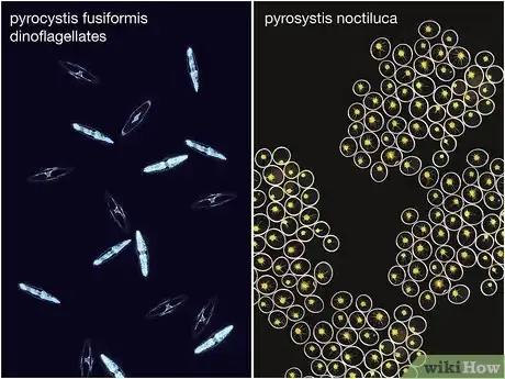 Imagen titulada Grow Bioluminescent Algae at Home Step 1