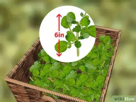 Imagen titulada Grow Watercress Step 18