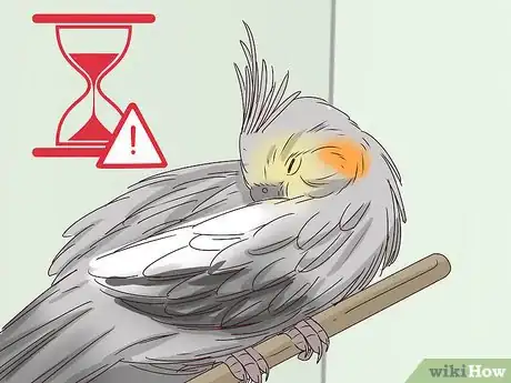 Imagen titulada Understand Cockatiel Gestures Step 18