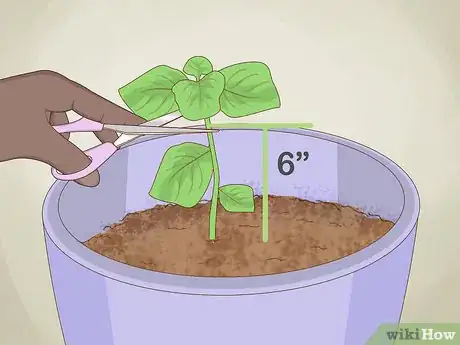 Imagen titulada Grow Basil Indoors Step 14