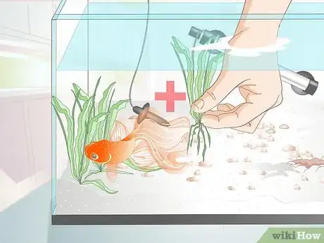 Imagen titulada Care for a Fantail Goldfish Step 6