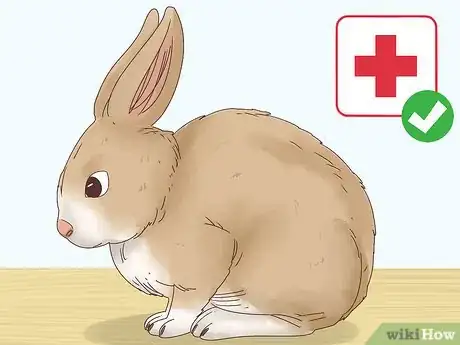 Imagen titulada Choose a Rabbit Breed Step 11