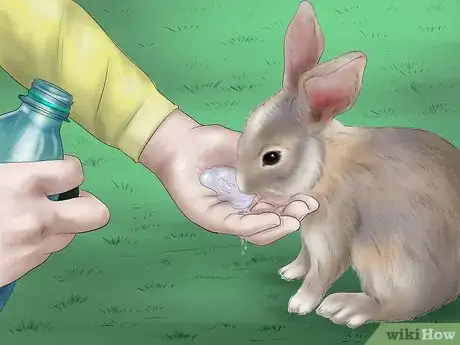 Imagen titulada Raise a Healthy Bunny Step 2