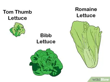 Imagen titulada Grow Hydroponic Lettuce Step 1