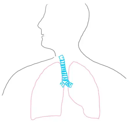 Imagen titulada Trachea_respsyst_gb2653.png