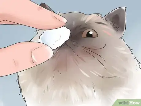 Imagen titulada Help Your Cat Breathe Easier Step 11