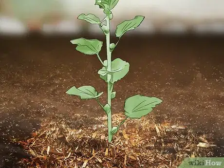 Imagen titulada Grow Hollyhocks Step 12